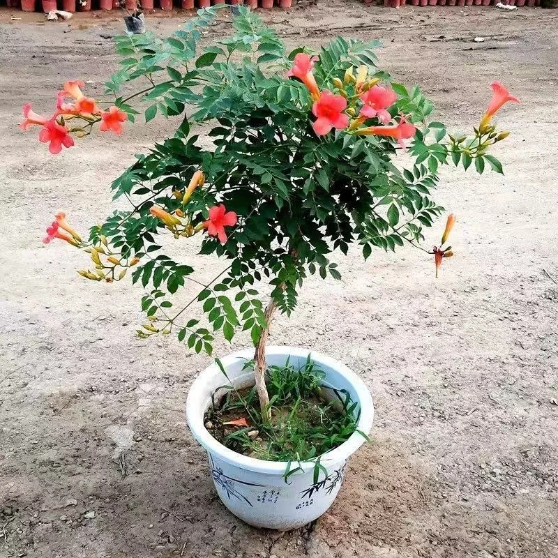 凌霄花苗爬藤植物盆栽苗耐寒耐热攀援植物