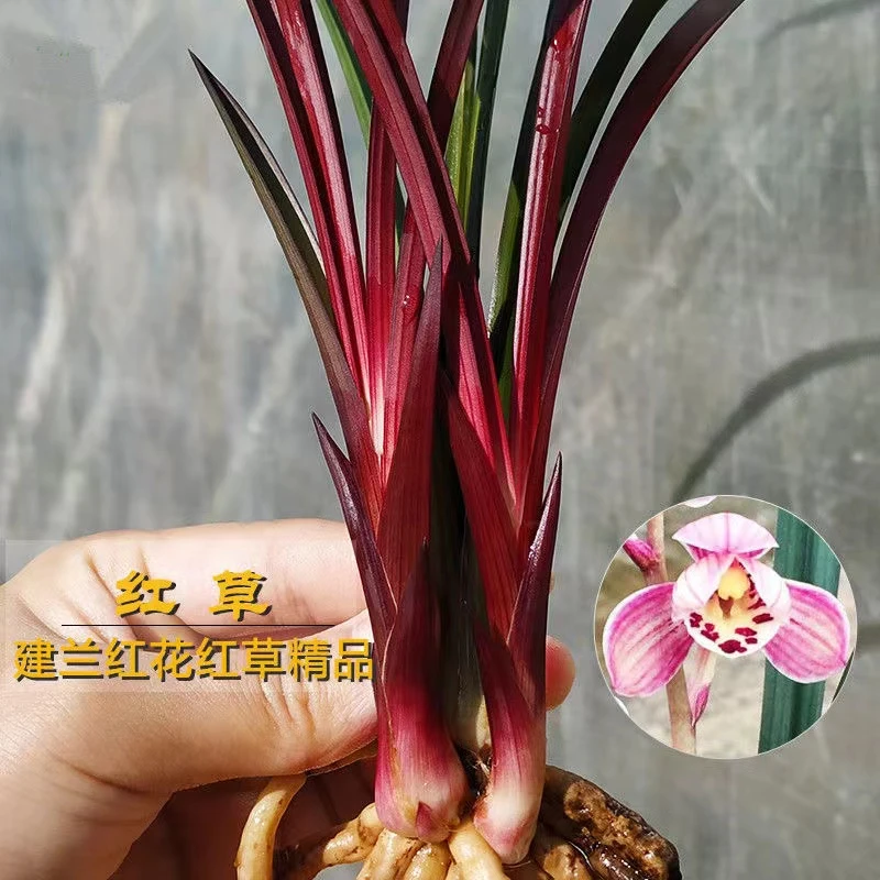 兰花建兰红草红荷1苗特壮苗