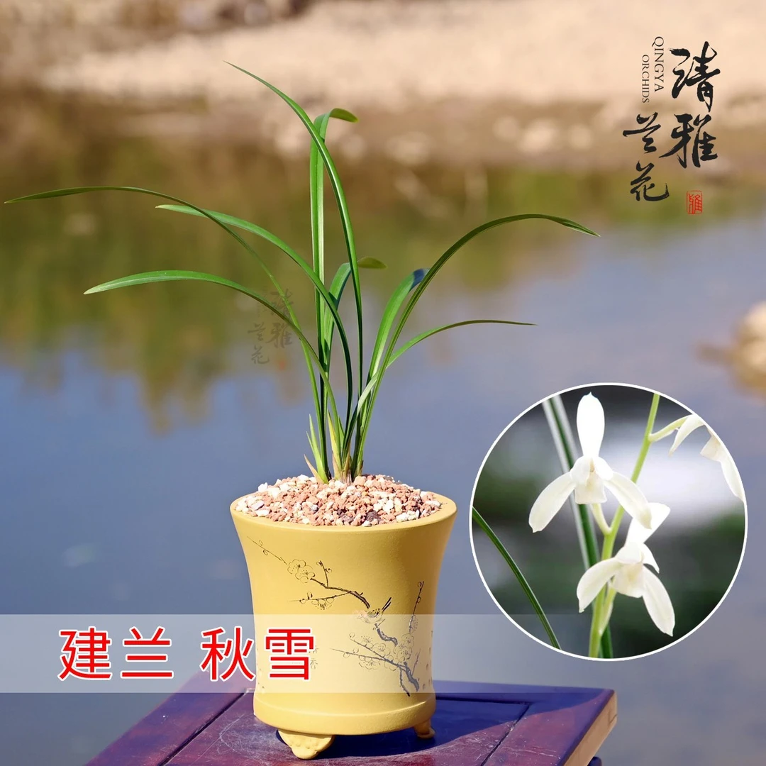 精品兰花素白花 秋雪 2-3苗