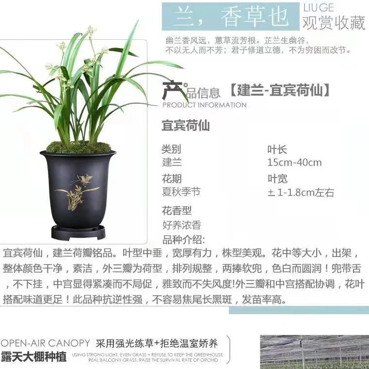QINGYALANYUAN/清雅兰园国兰 建兰四季兰宜宾荷仙浓香好养