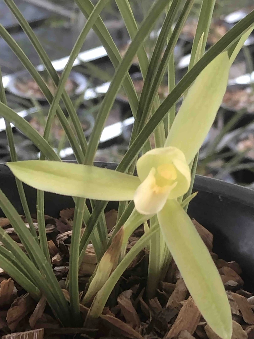 普通花卉图片链接3