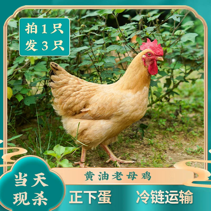 【小豪家】拍1发3 正宗黄油母鸡现杀3只共6斤左右 顺丰
