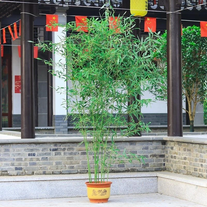 四季青竹毛竹钢竹楠竹常青不落叶盆栽篱笆竹苗地栽绿化苗别墅围墙