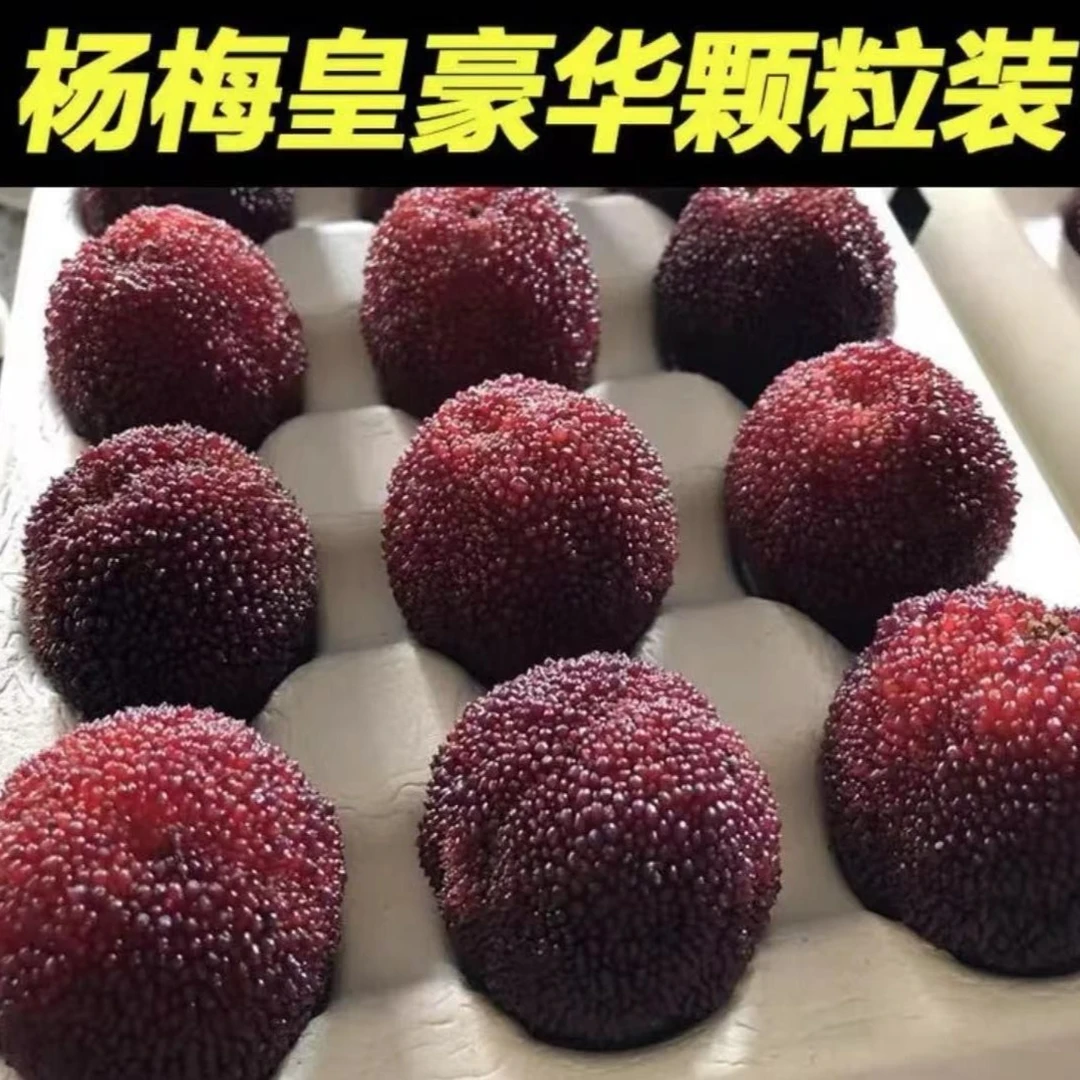 正宗仙居东魁杨梅中果约5.5斤