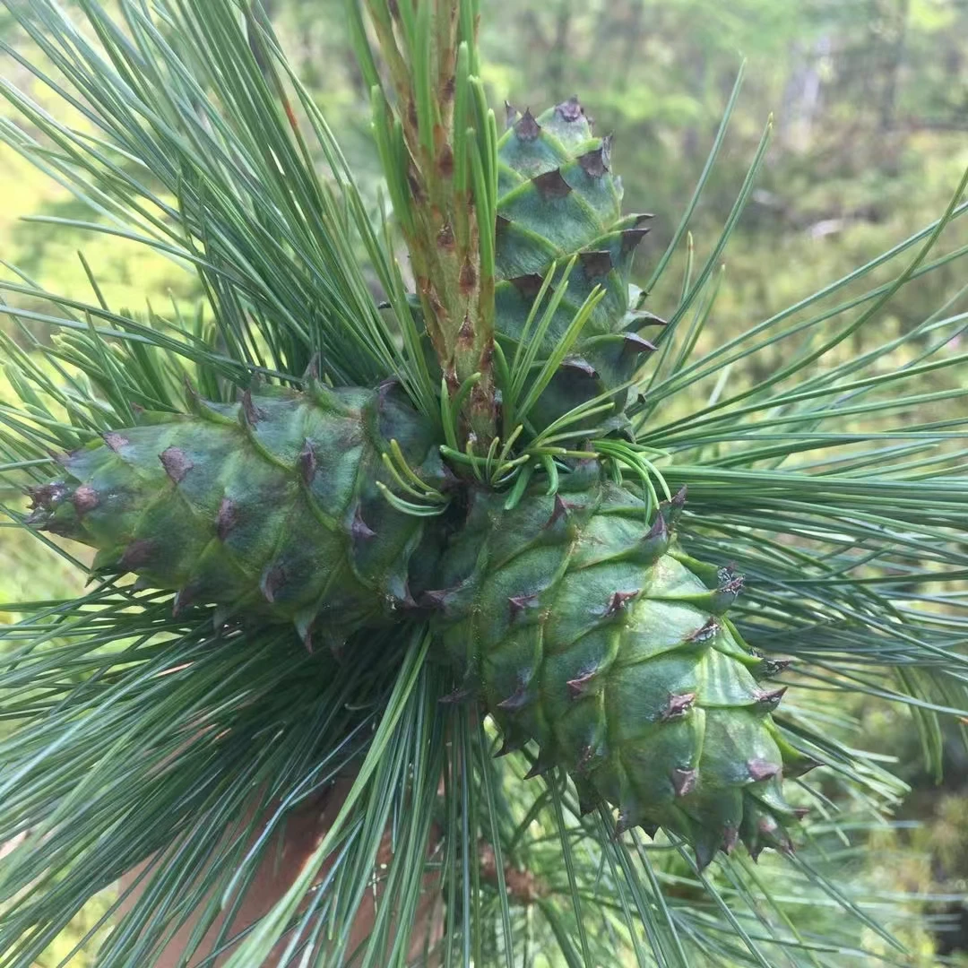 黑龙江省野生雪松子盐水煮，散装初级农产品