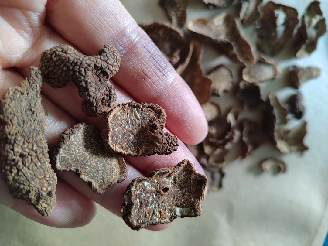 黑松露干片云南贡山黑松露深山采挖250g