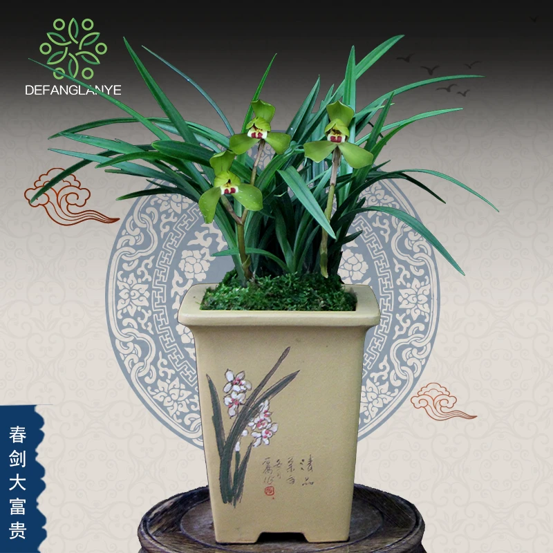 德芳兰花苗春兰带花苞春剑大富贵室内阳台浓香型四季花卉植物盆栽