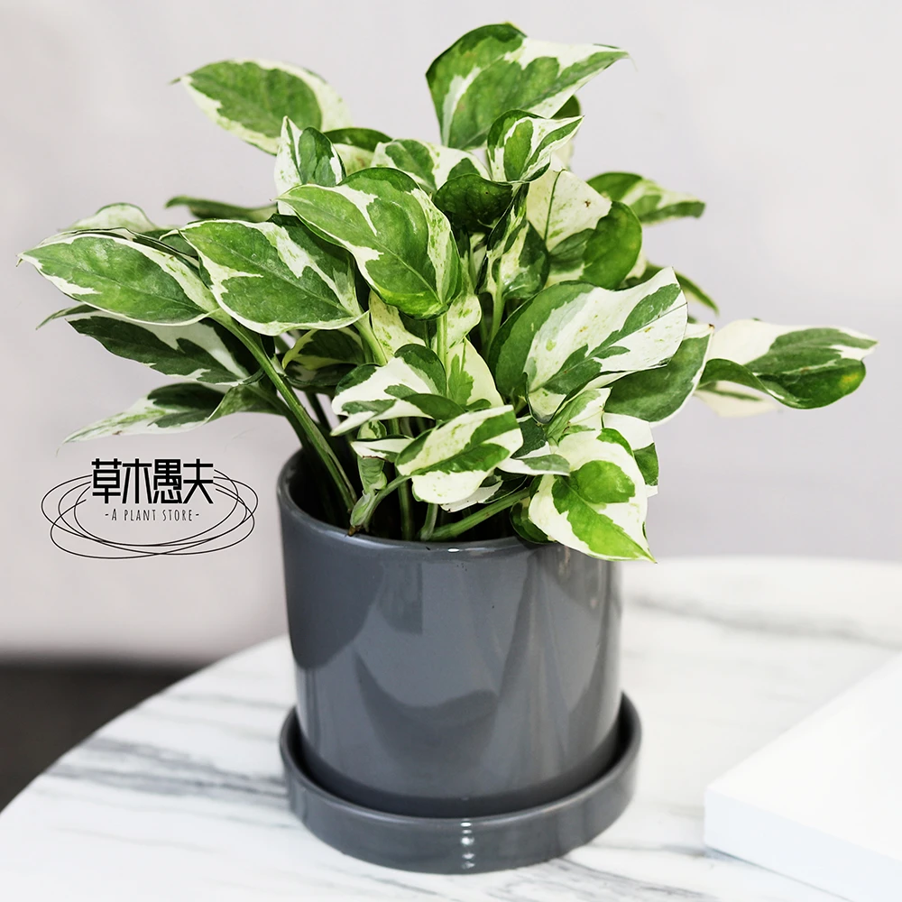 白金葛雪花葛绿萝室内植物净化空气