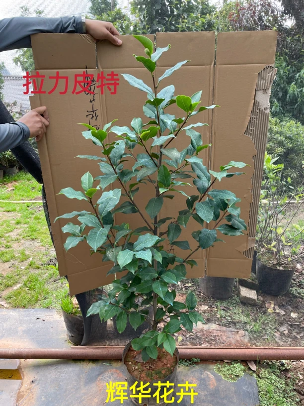 6年拉力皮特【西楚霸王】 精品 云南茶花 特壮苗