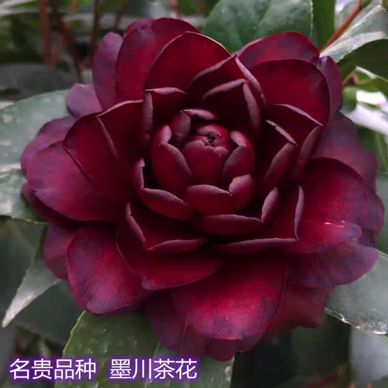 稀有墨川山茶花盆栽室内外花卉绿植耐寒耐热好养活