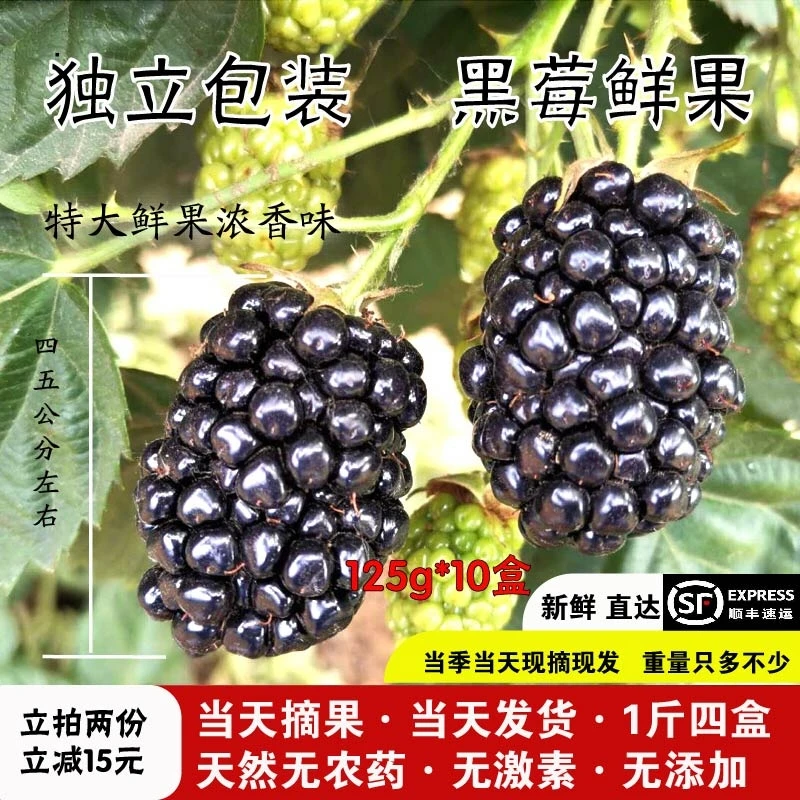 现摘现发天然新鲜桑葚野生刺黑莓鲜果覆盆子红树莓山莓鲜果1250g