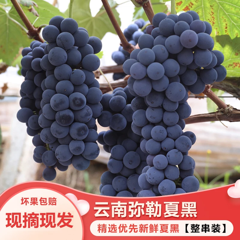顺丰包邮 夏黑葡萄云南弥勒新鲜甘蔗早黑蜜纯甜