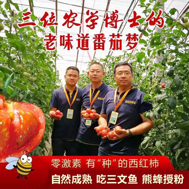 黄金籽5斤新鲜现摘果园黄金籽西红柿自然成熟有籽番茄孕妇番茄