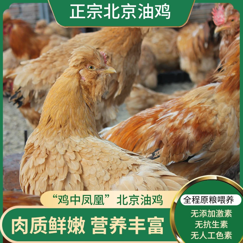 DAWAQI/达瓦旗农场北京油鸡 农场散养  现杀现发
