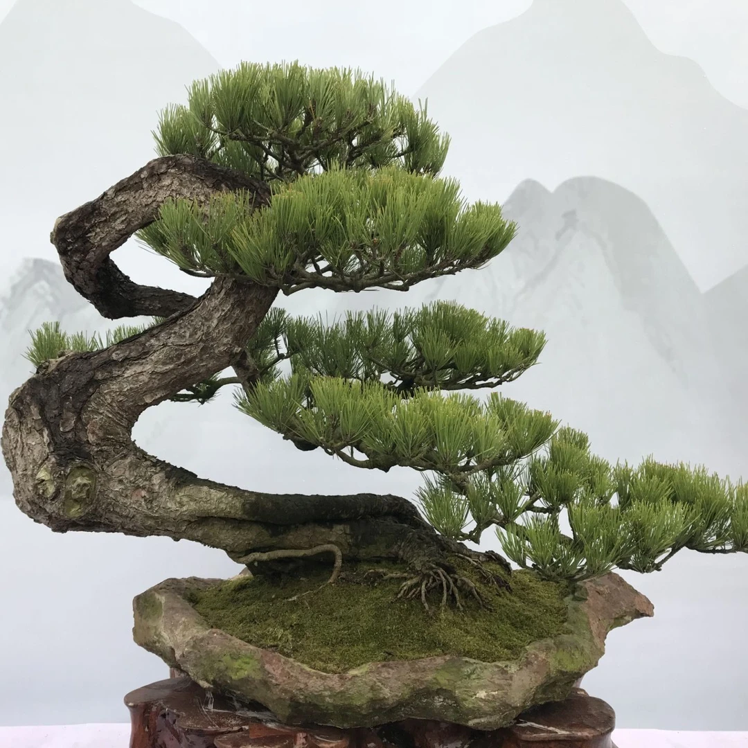嘉嘉盆景 松树造型黑松大板松千寿五针松黄山松微型盆景树桩植