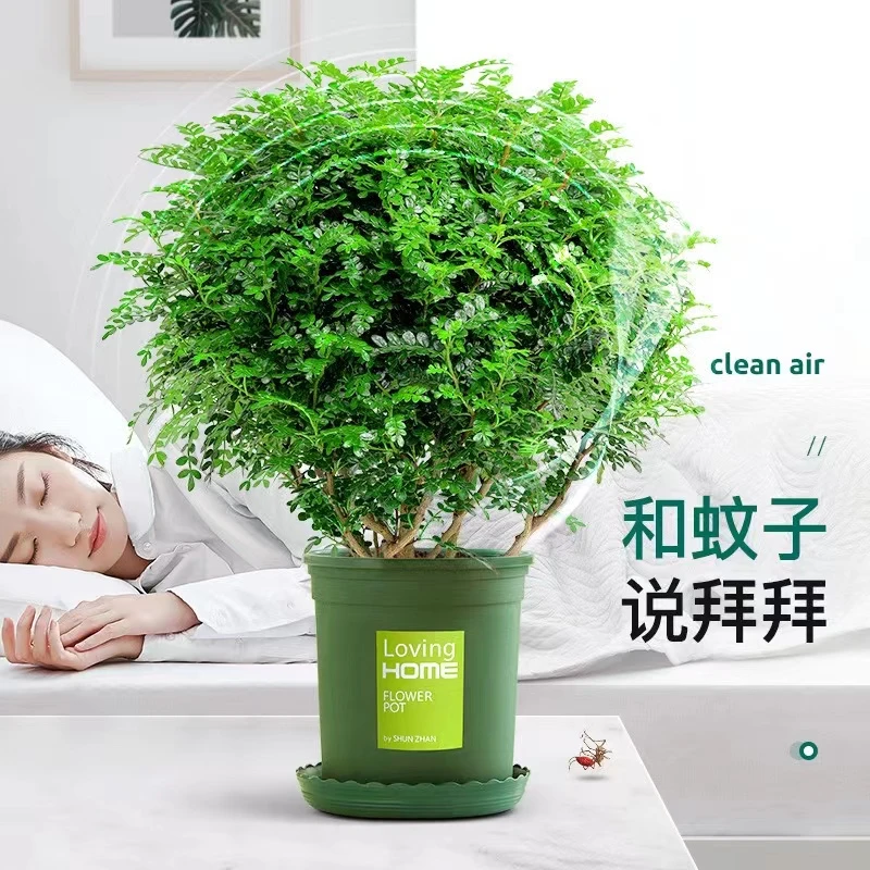 【蚊虫克星】清香木喜水喜光驱蚊驱虫香味清新绿植花卉易活植物