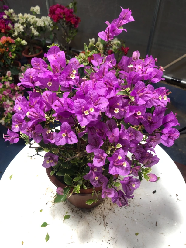 银边水仙紫三角梅花卉植物盆栽基地直发