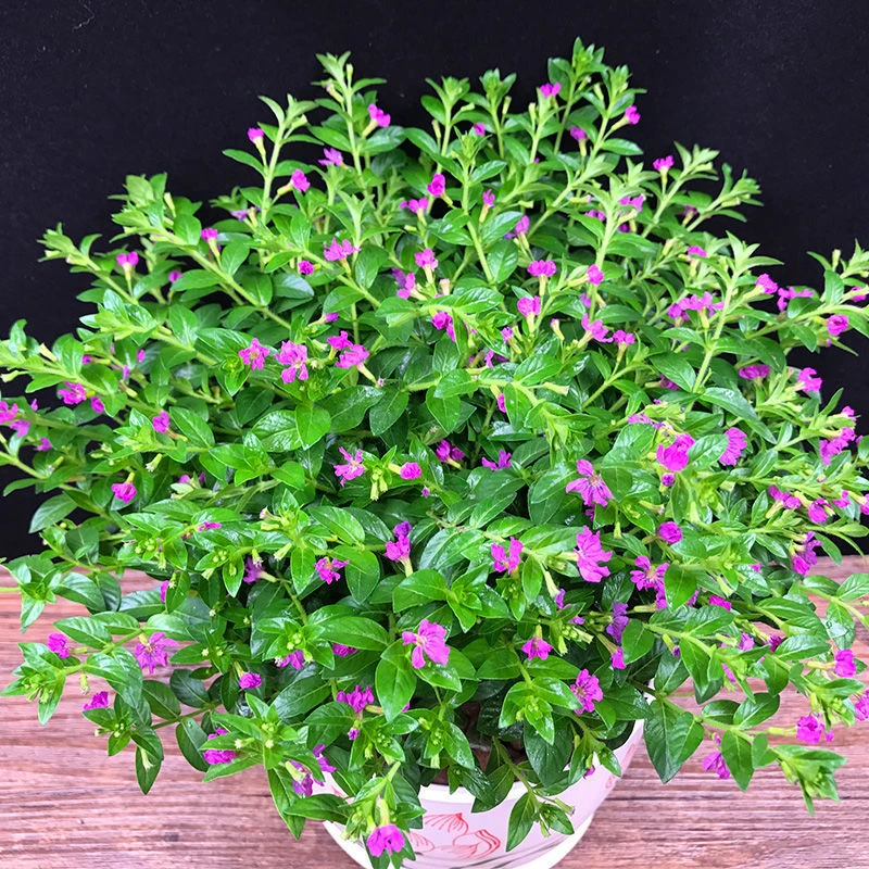 精品带花满天星盆栽带花苞花卉好养四季开花阳台客厅庭院田园绿植