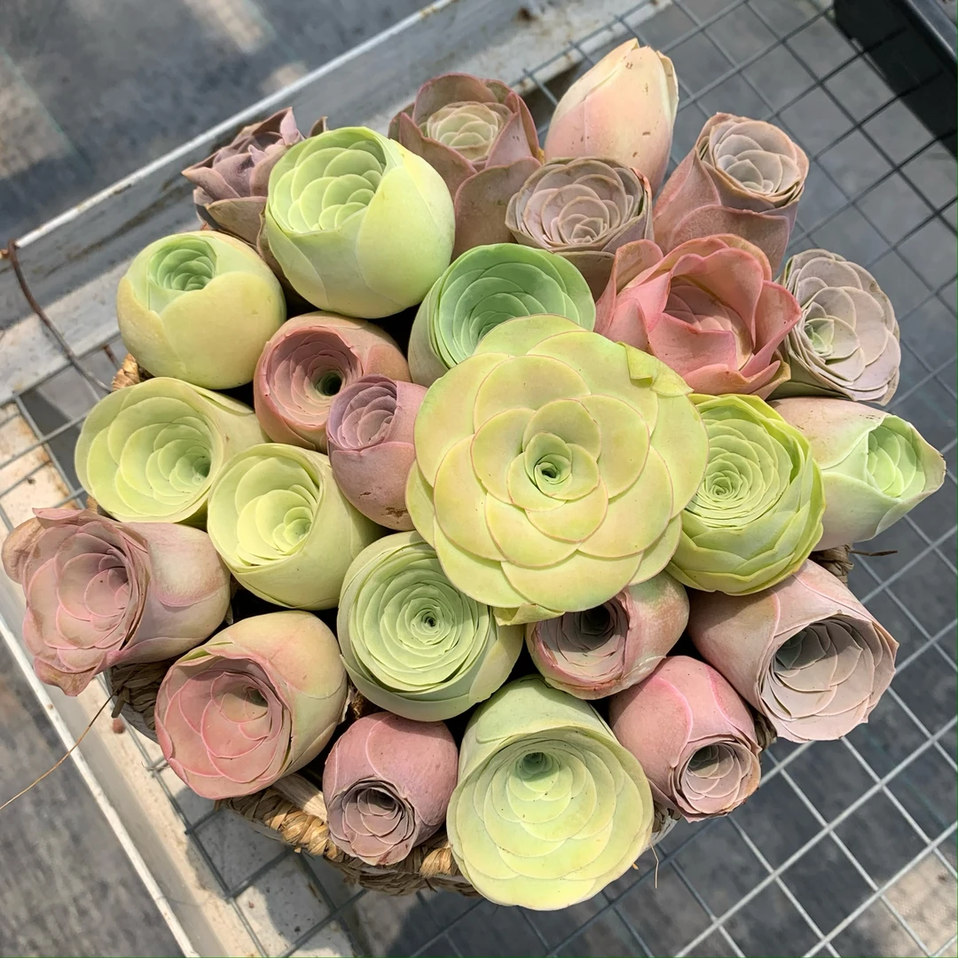 漂亮的圆篮子山地玫瑰量拍