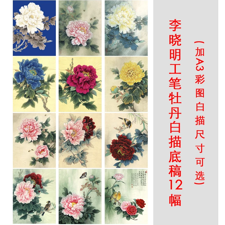 李晓明高清牡丹中国画花鸟工笔白描底稿线稿透稿临摹实物打印稿