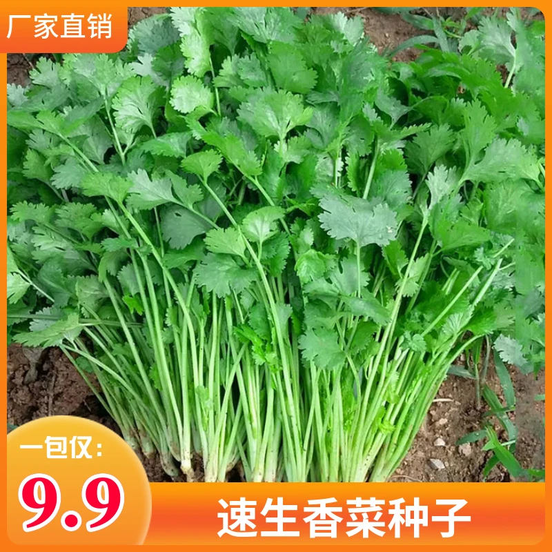 速生香菜种子耐寒耐抽薹芫荽盆栽小叶香菜