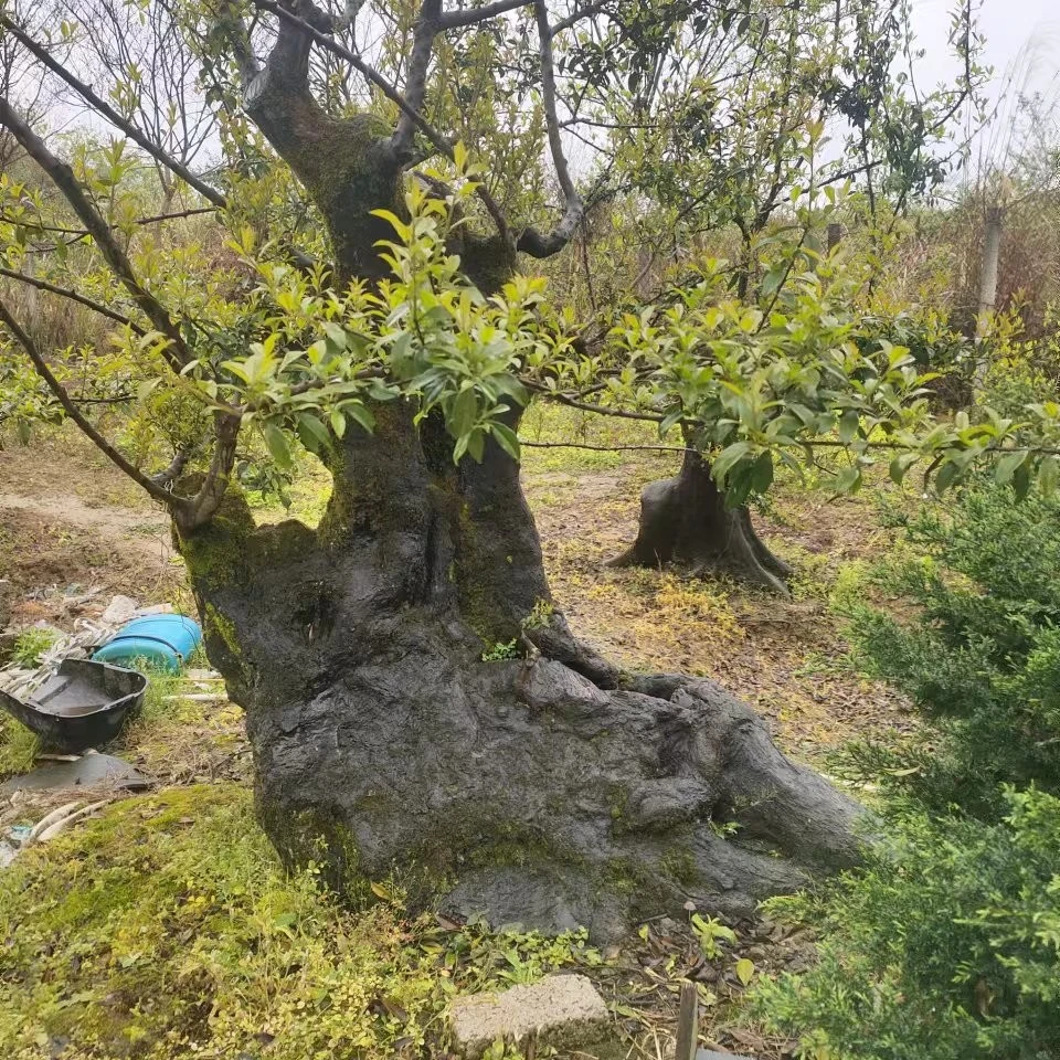 金弹子盆景一物一拍