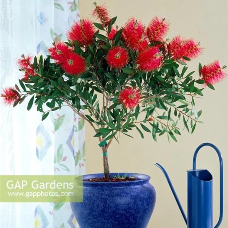 耐寒木本串钱柳盆栽植物垂枝红千层红柳树庭院行道室外盆栽地栽