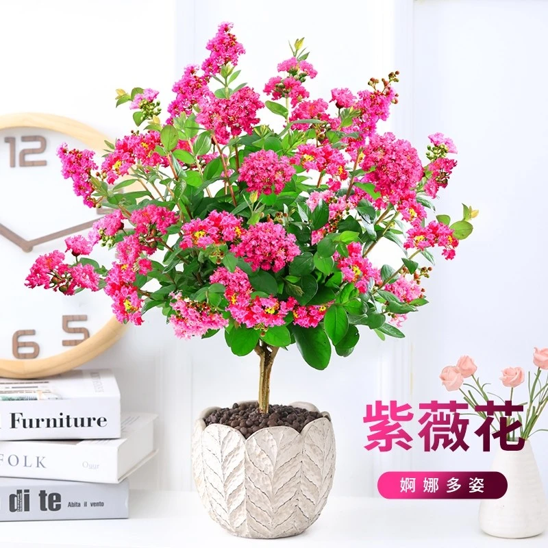 紫薇花盆栽百日红紫薇老桩植物室内外庭院阳台耐寒易活花卉