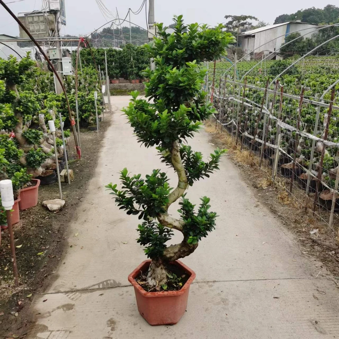 人参榕小叶榕四季常青耐寒榕树造型树桩盆景苗室内禅意盆栽绿植