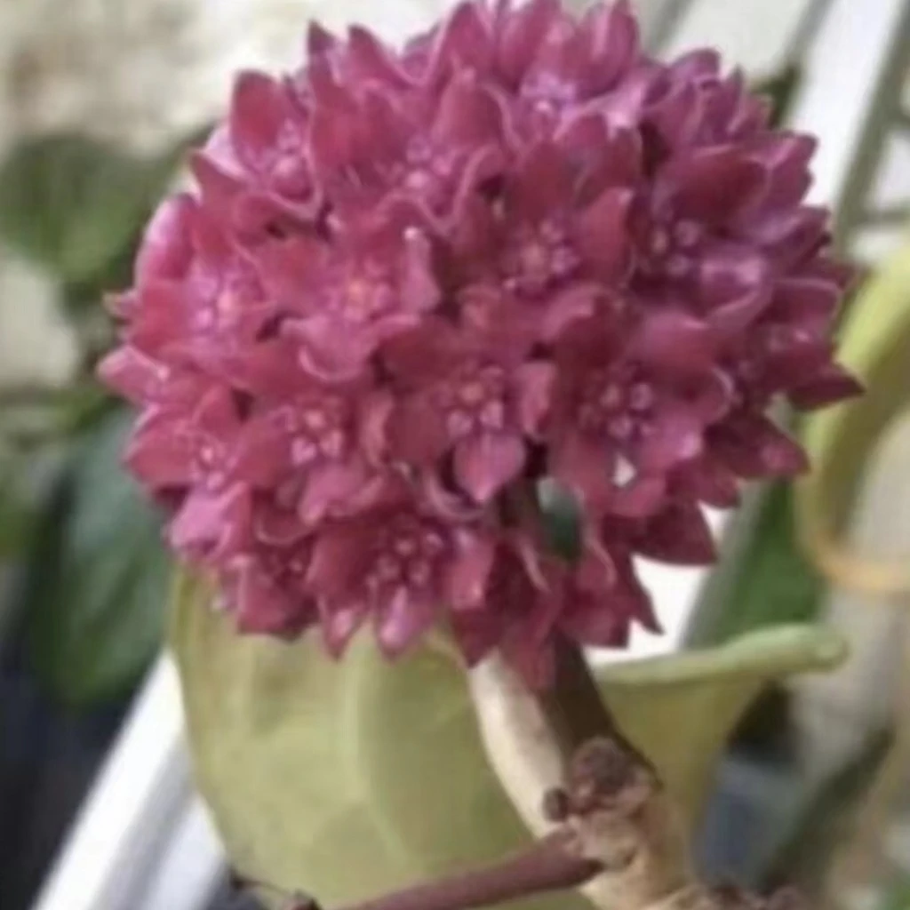 提拉佛大叶品种球兰