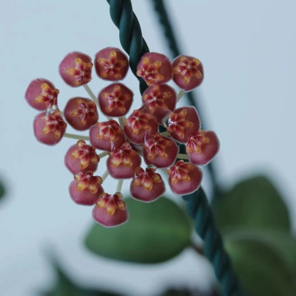 波顿球兰垂吊花卉