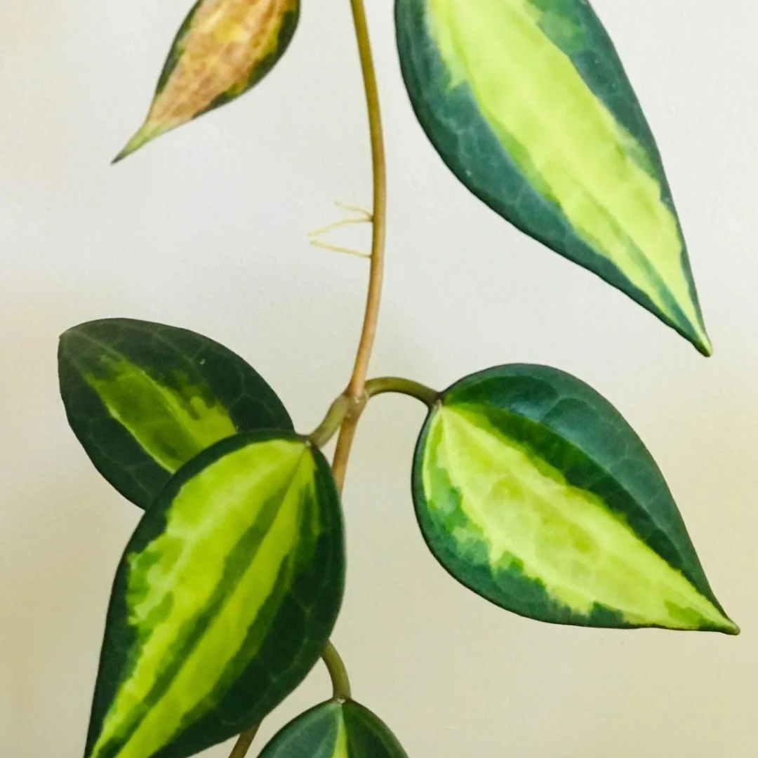 大叶内锦大叶外锦球兰爬藤蜡质叶片