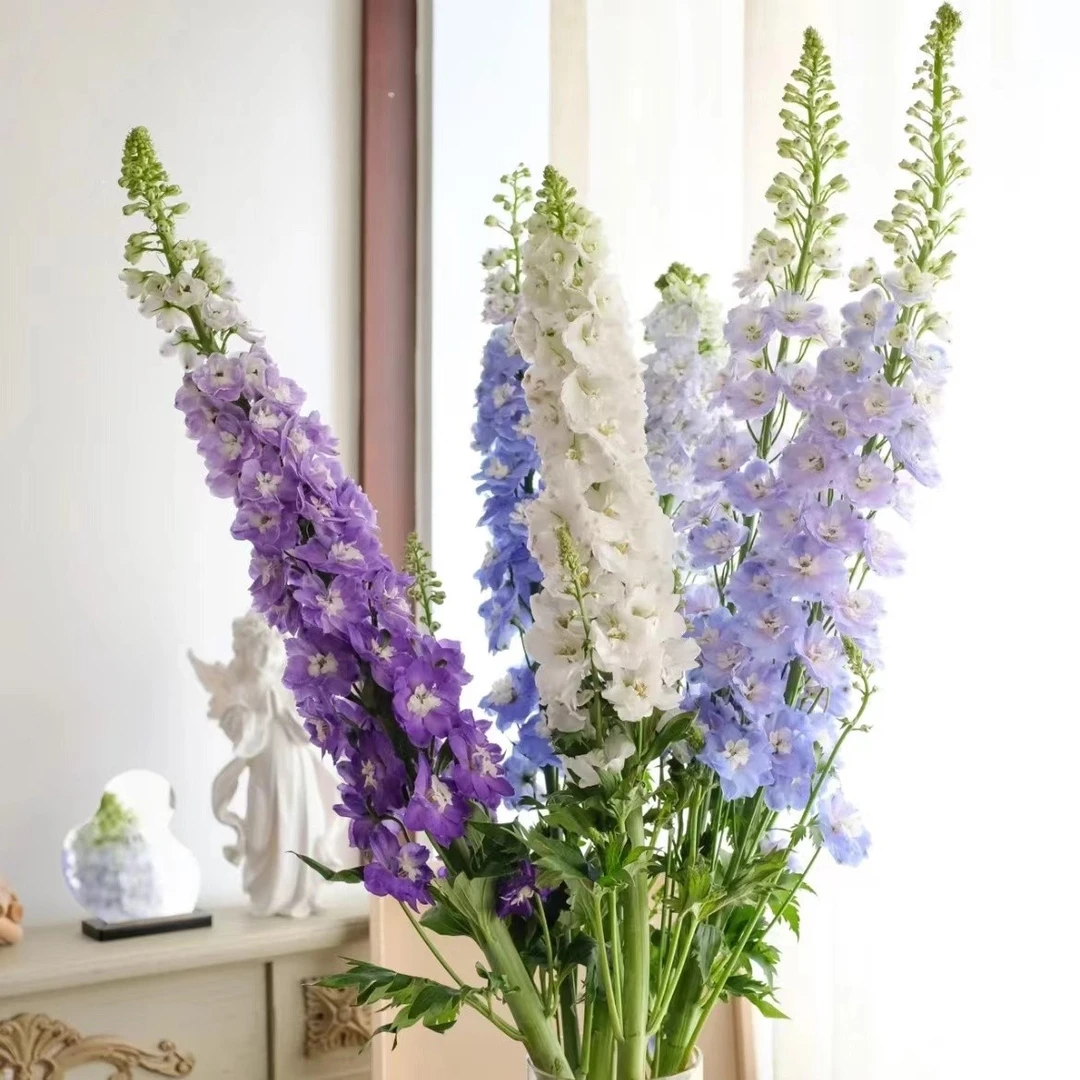 【植予花田】高品质大飞燕鲜花花卉