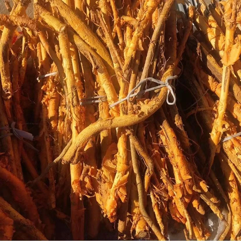 高山野生穿破石九层皮晒干500克