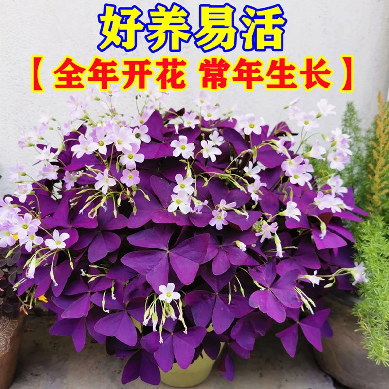 紫叶酢浆草种球四季开花阳台室内盆栽植物室外庭院好养幸运草种根