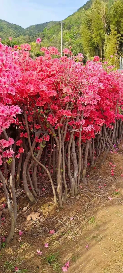 一米二截杆地景桩映山红