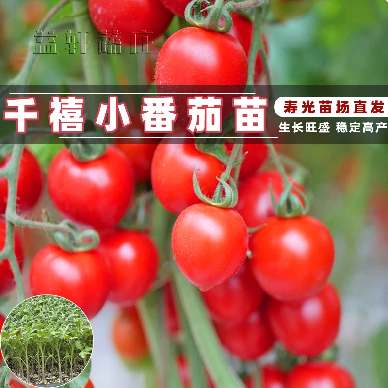 四季千禧小番茄种苗 圣女果矮生西红柿盆栽 蔬菜种籽菜苗孑秧果苗