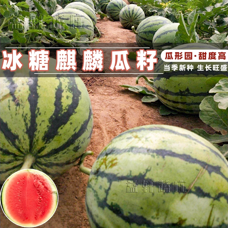 [拍一送一]嫁接冰糖麒麟西瓜苗瓜种子早熟大棚四季室内阳台盆栽苗