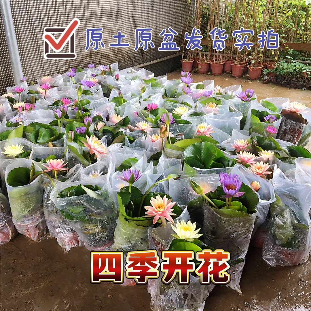睡莲带花苞 荷花 水培植物鲜花水养 原盆原土 庭院水池塘四季花开
