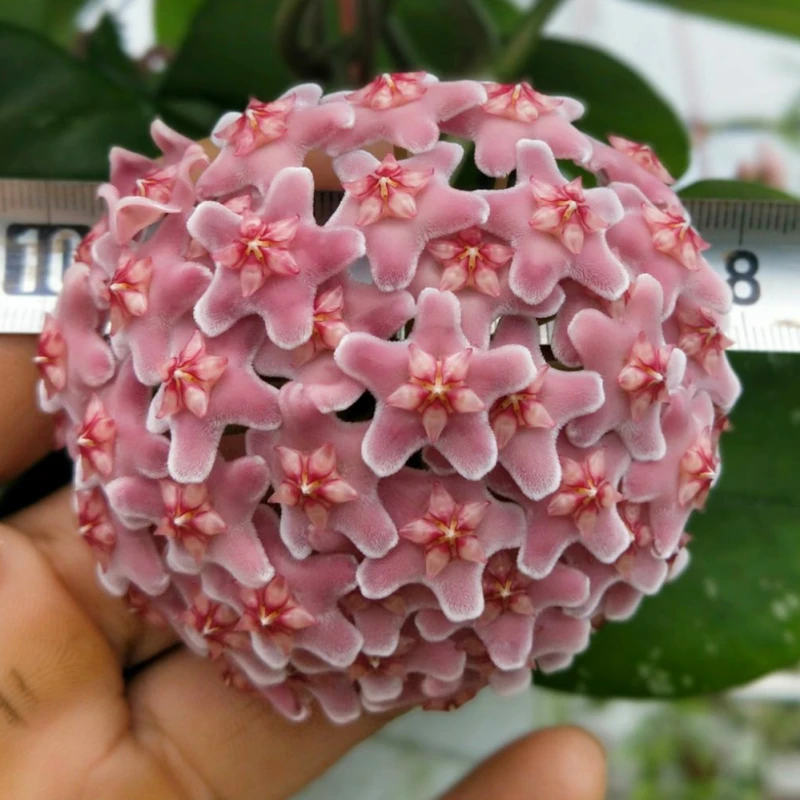 雀斑球兰大苗带花梗勤花易开花大花品种 hoya carnosa stardust