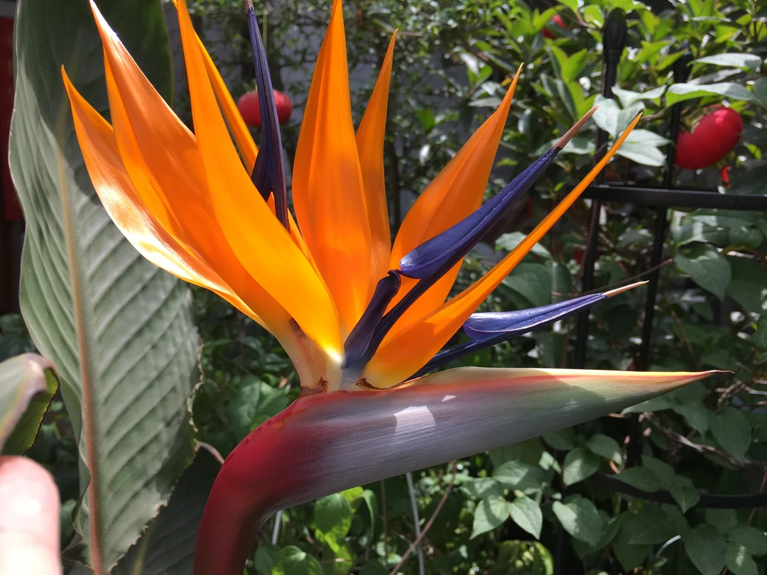 云南昆明向大彪  鹤望兰 天堂鸟苗盆栽