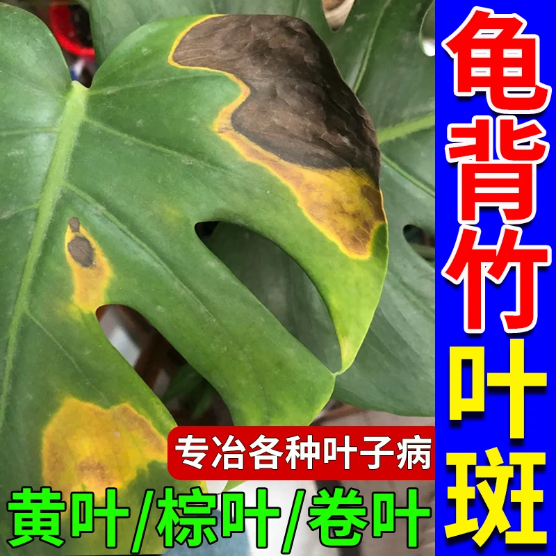 龟背竹叶斑专用肥去黄叶卷叶棕叶营养液大叶开背植物通用有机肥料