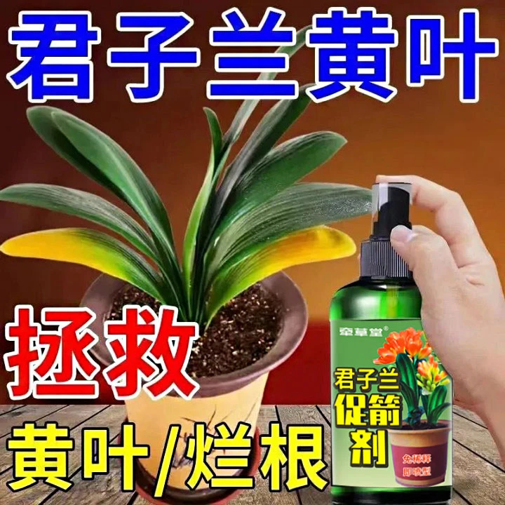君子兰营养液治黄叶烂根不开花夹箭养根壮根爆根专用液体肥料