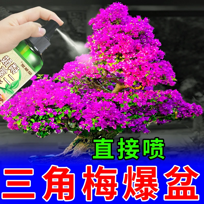 三角梅专用花肥【免稀释】三角梅专用营养液【四季开花】