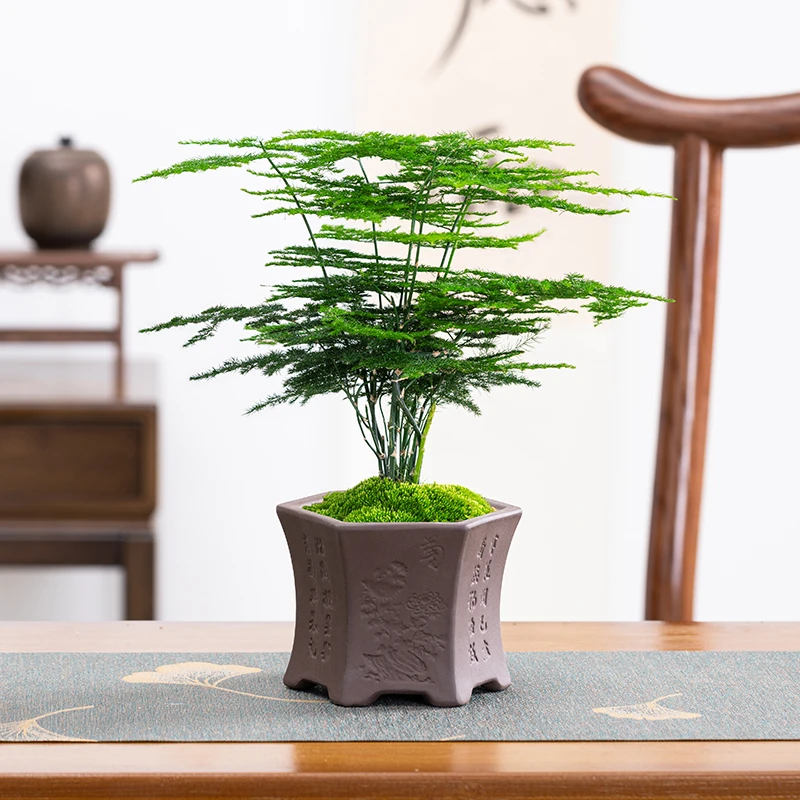 小文竹盆栽室内盆景植物客厅办公室桌面四季常青好养易活美观云竹