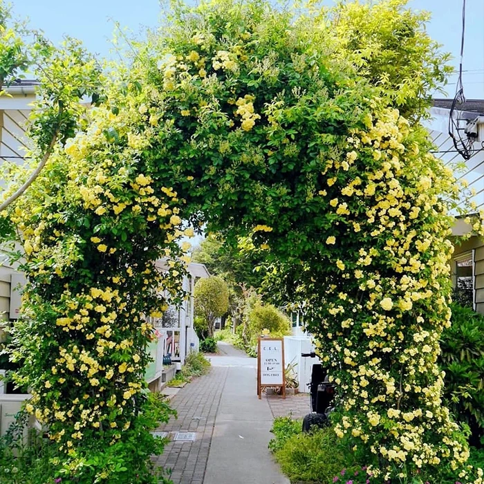 木香花苗七里香爬藤植物藤本黄木香花苗盆栽阳台庭院四季攀援花卉