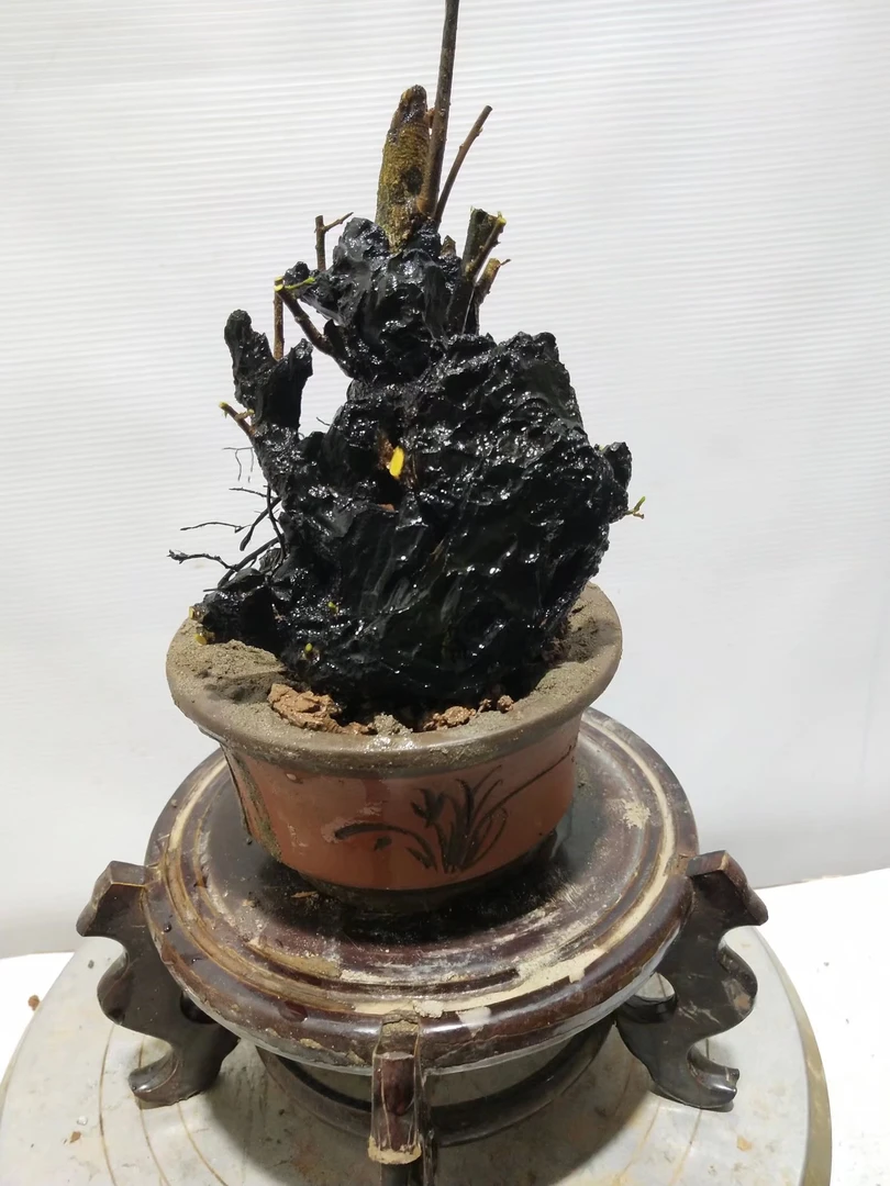 灌木金弹子下山，碳化小品假山