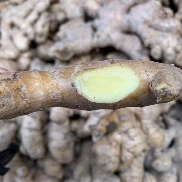 湖南永州宁远农家老露天种植小黄姜老姜5斤