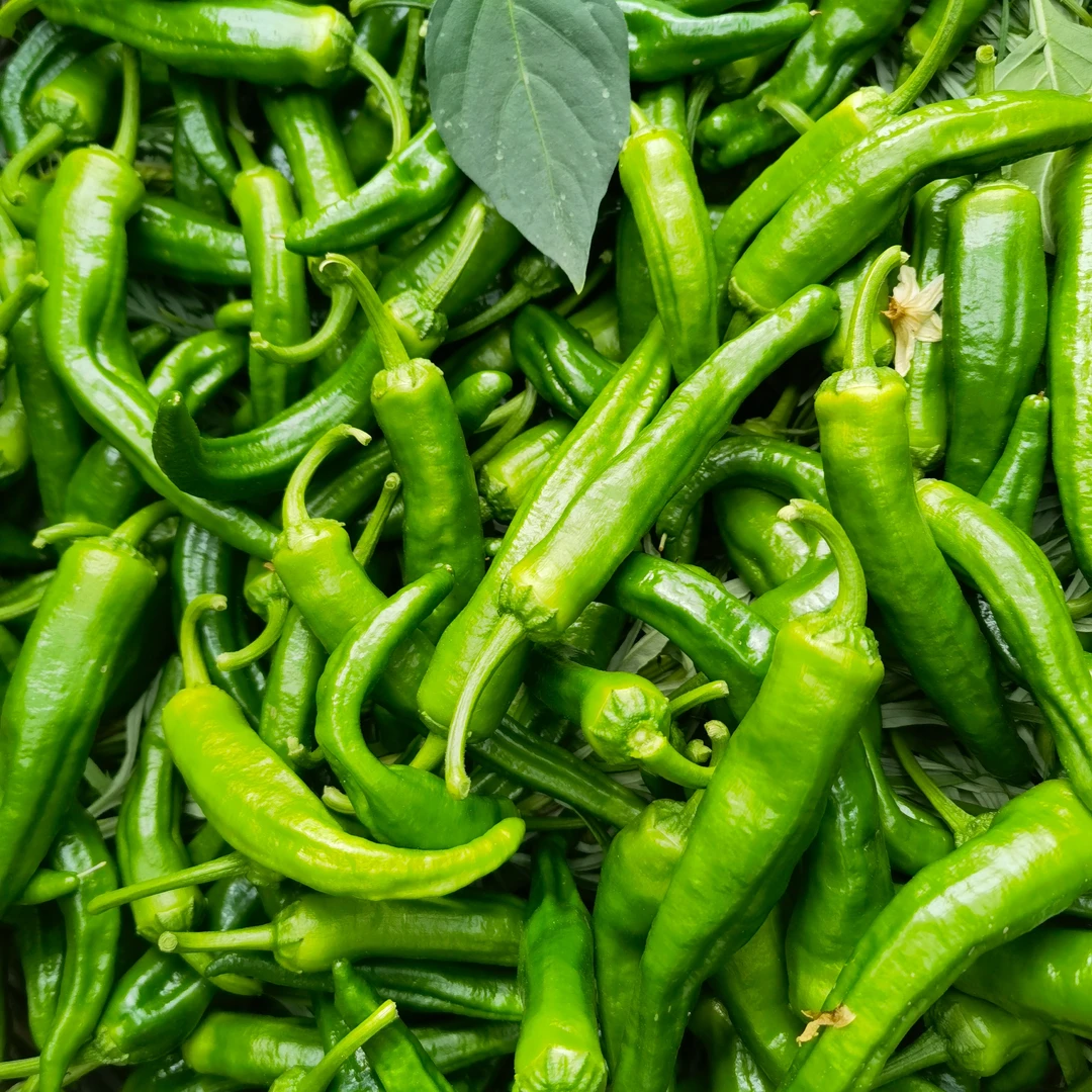 长白山爱姐延边辣妹子薄皮辣椒蘸酱吃炒肉1/2/5【顺丰包邮包邮】