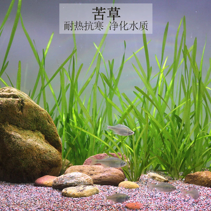 苦草水草扁担草龙须草河道净化小龙虾蟹鱼缸造景养殖净化鱼缸造景